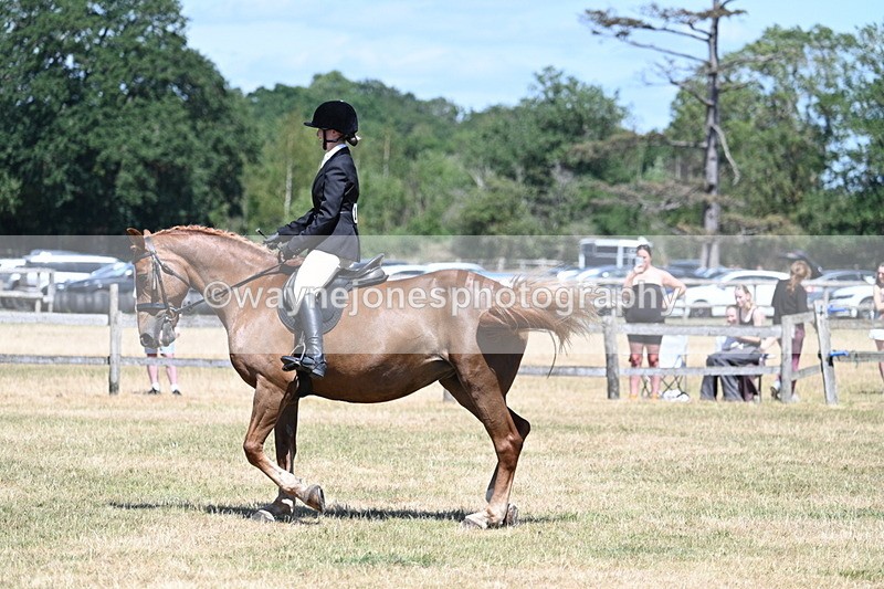 WJ7_3003 - Class 7 Riding Club Show Horse