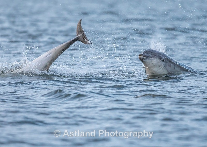Astland Photography, Bird and Wildlife Images, Susan and Peter Wilson, U.K.