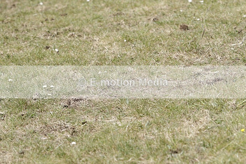 BVHT 140517 N-384 - Class 2 SJ Novice 14/05/17
