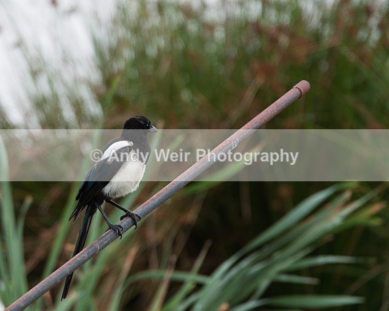20080802-WE 005 - Corvids