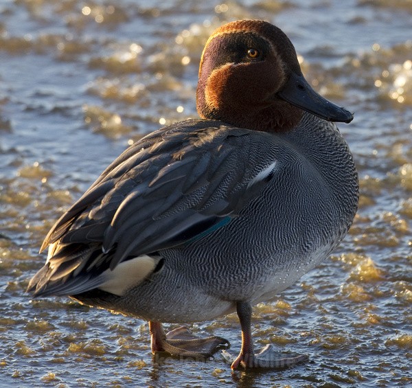 TEAL WINTER 2010 - TEAL (Small dabbling duck)