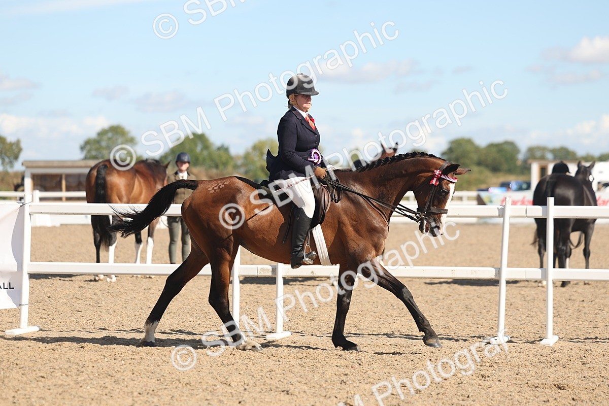 SBM_13156 - Class 305 - Ridden Foreign Breed Pure Bred