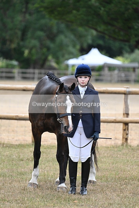 WJ7_9758 - Class 5a Most Handsome Gelding (above 14.2hh)