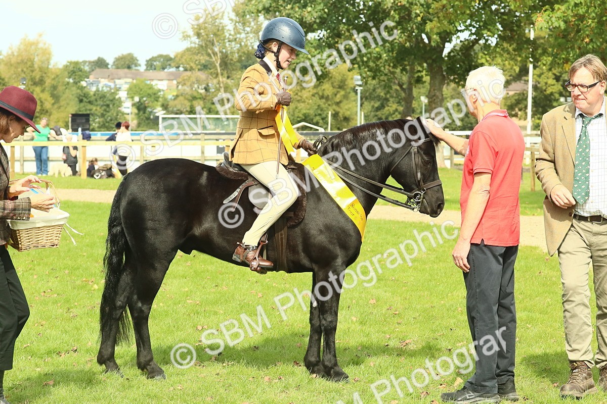 SBM_66745 - S34 - Rehabilitated Rescue Horse & Pony In Hand & Ridden