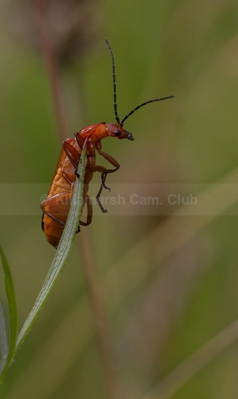 Soldier beetle taken on macro lens - Andy Cotton