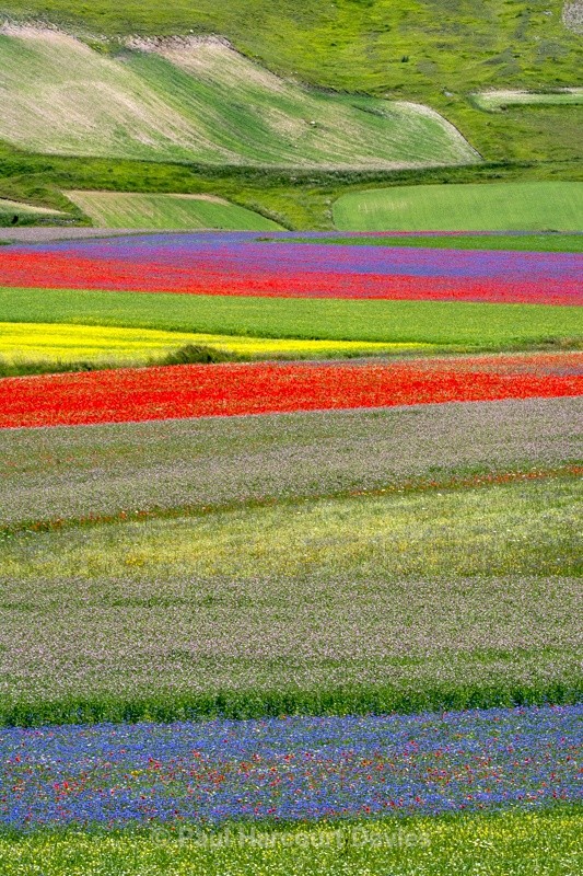  - Plants: wide-angle