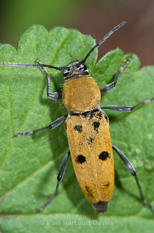  - Bugs: Macro insects