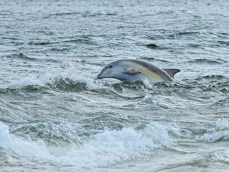 Bottlenose Dolphin in rough water, Chanonry Point, Scotland - Dolphin