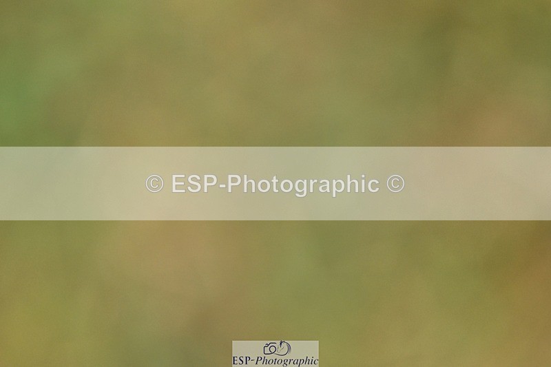 260730-120627-00604 - Cls 9 95cm Amateur