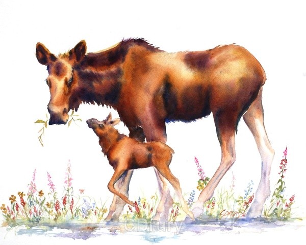 Mama Moose - Wholesale accounts