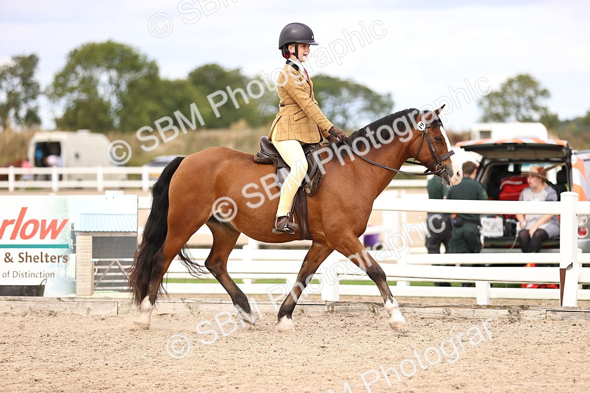 SBM_15988 - Class 417 - Handsomest Gelding (IH or Ridden) Jnr