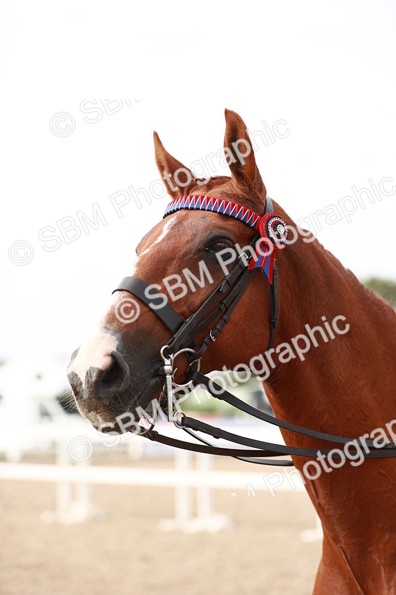 SBM_17555 - Class 215 Ridden Hack/ Riding Horse