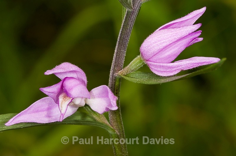  - Orchids - Various
