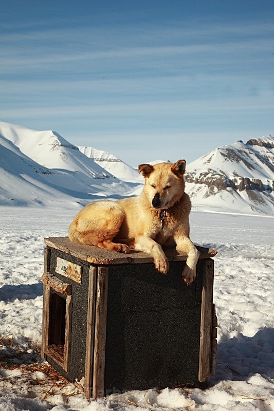 Husky 6823 - Winter in the daylight