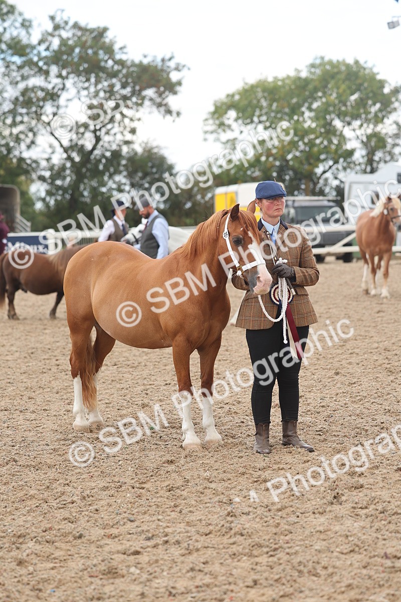 SBM_03305 - Class 16 - IH M&M Wildcard