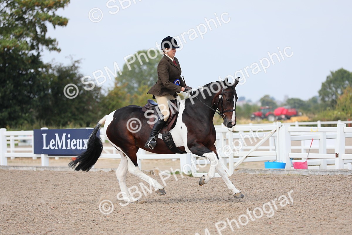 SBM_13551 - Class 308 Ridden Coloured Horse