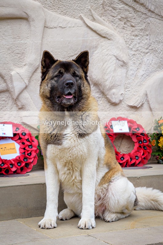 NGP_8352 - 2024 Animals in War Remembrance Gathering