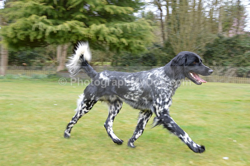  - Large Munsterlander