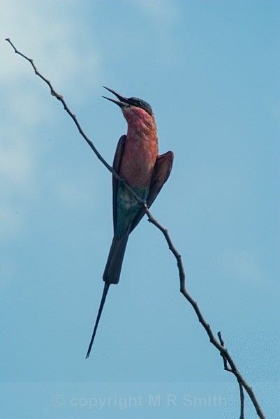 Southern Carmine Bee Eater - SA - BIRDS & INSECTS