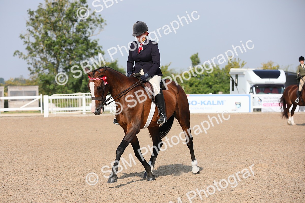 SBM_11366 - Class 305 Ridden Foreign Breeds- Pure Bred