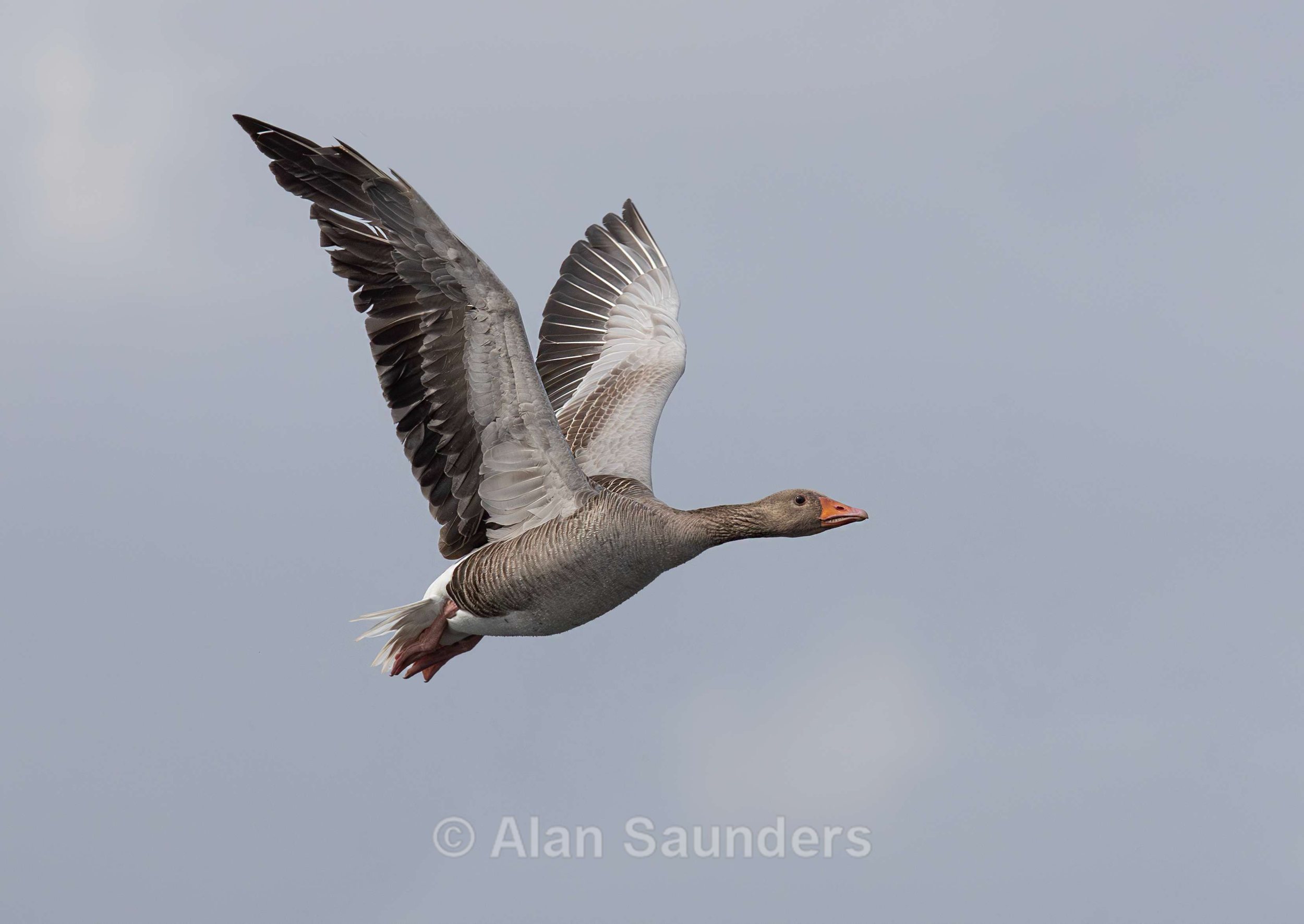 Greylag Goose 2