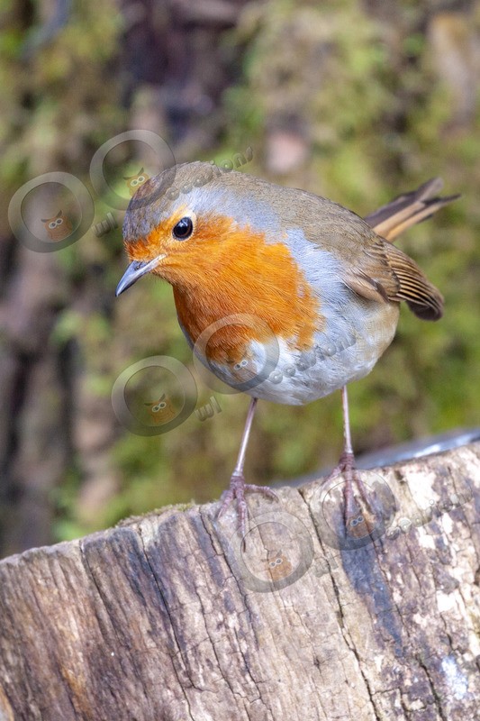 robin Erithacus rubecula-3423 - UK birds