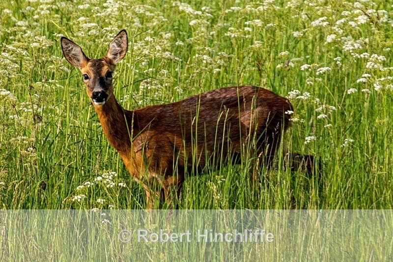 Roe Deer ( F3 & 4 ) - United Kingdom