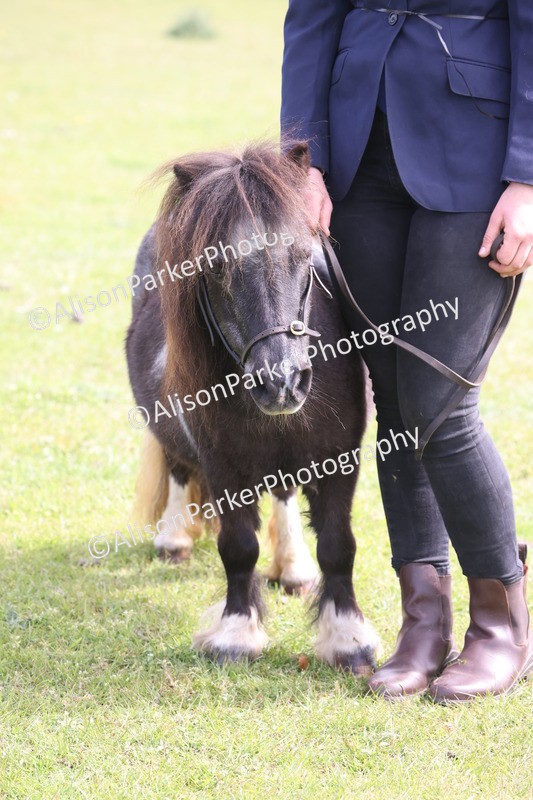 20260426-3210 - Class 26 - Shetland Ponies and Minitures