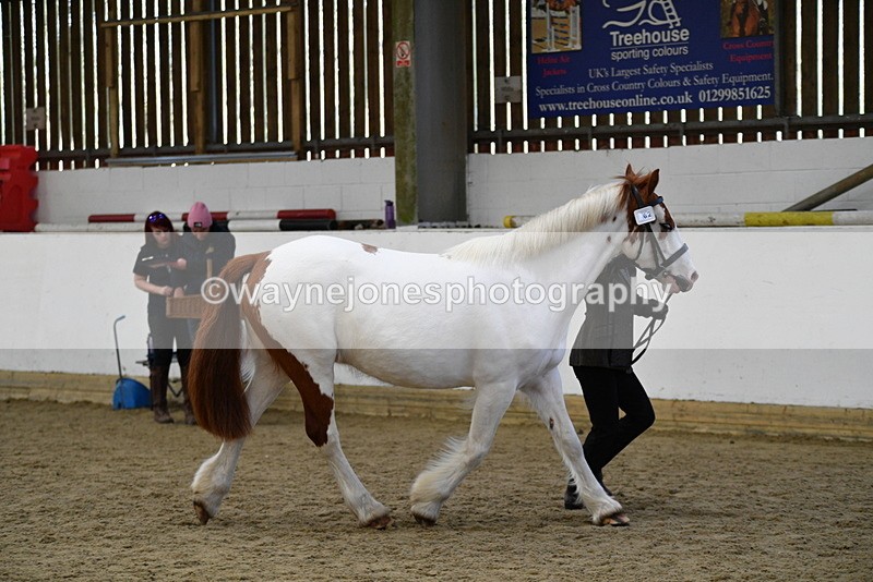 WJ5_5074 - Class 7 In hand coloured / odd coloured