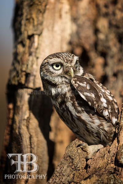wow march 3-44 - Birds of Prey