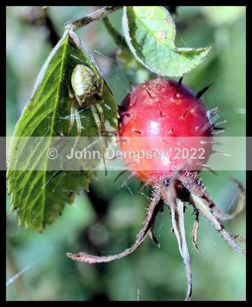 Fatal Attraction - Plants and Insects