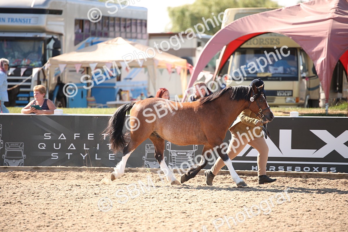 SBM_02690 - Class 16 IH M&M Wildcard