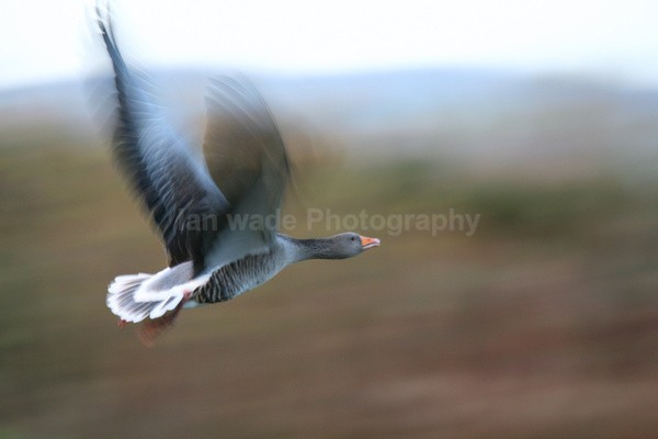 Greylag Goose take off _ AGT90 - Birds, swans and gulls
