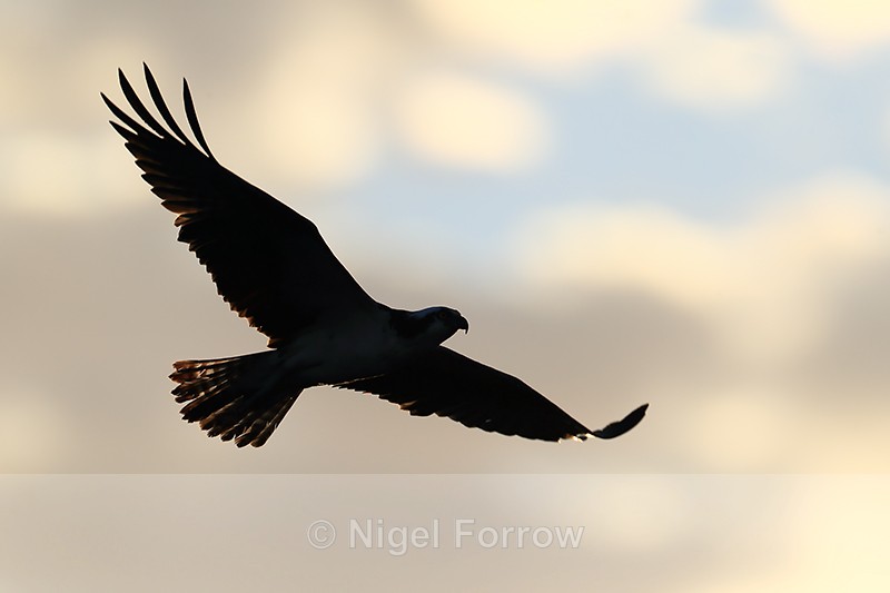 Silhouette of Osprey in flight, Fort De Soto Park, Florida - Osprey