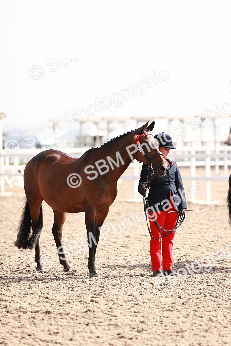 SBM_11066 - Class 205 IH Show Pony/ Show Hunter Pony