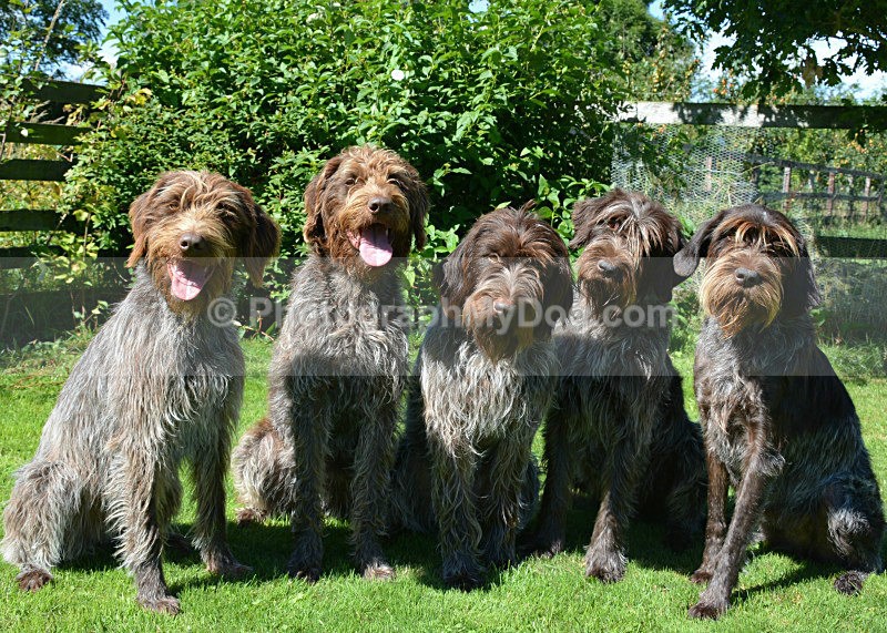  - Korthals Griffons