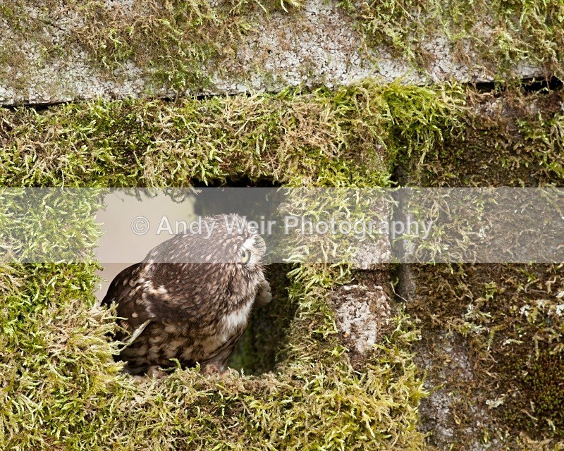 20110312-IMG_1242 - Little Owl
