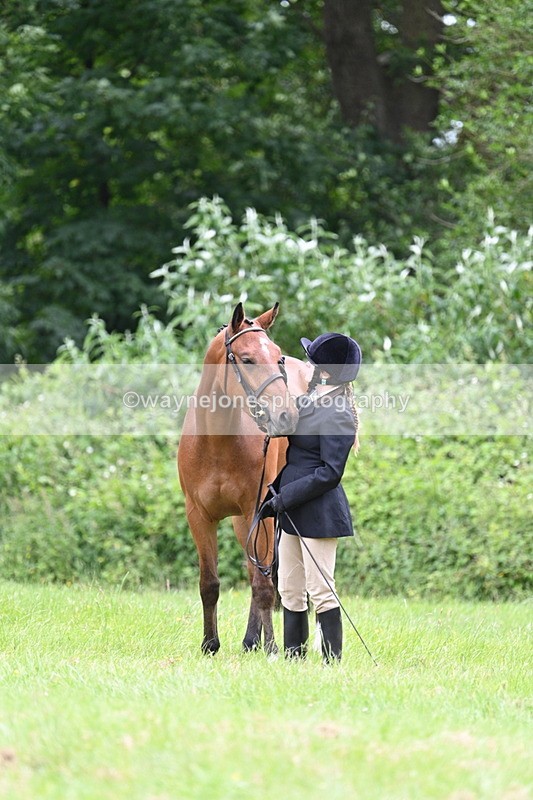 WJ7_3861 - Class 14A Handsome Gelding