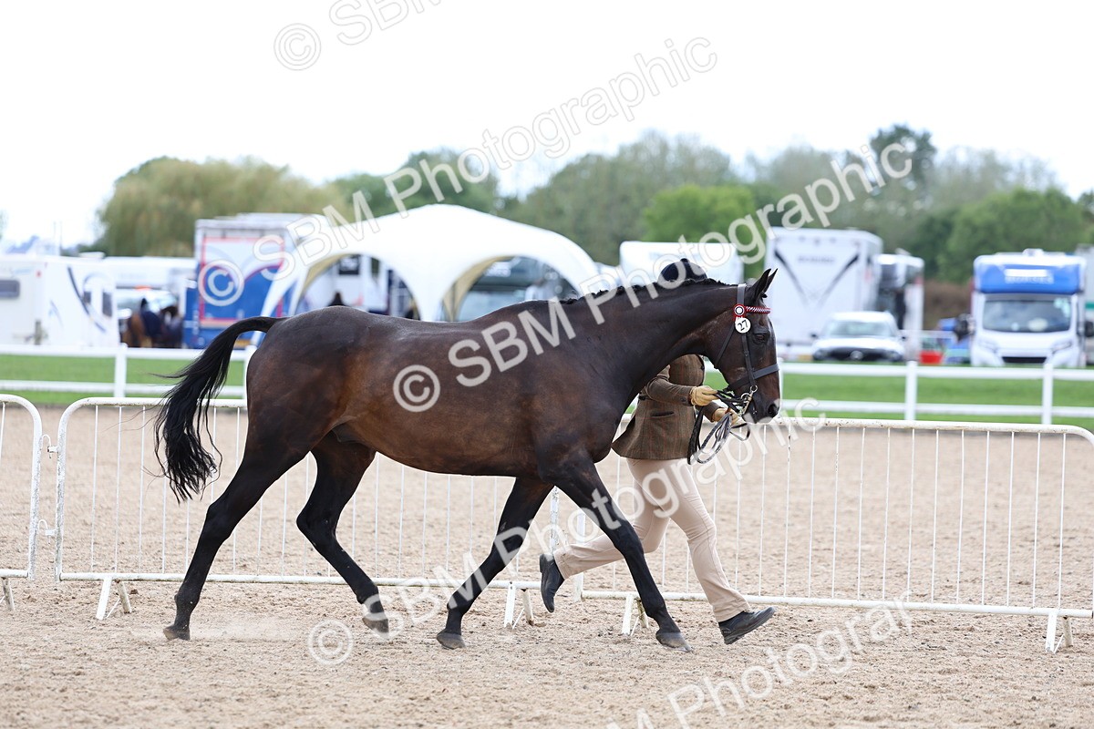 SBM_15255 - Class 313 - IH Retired Racehorse