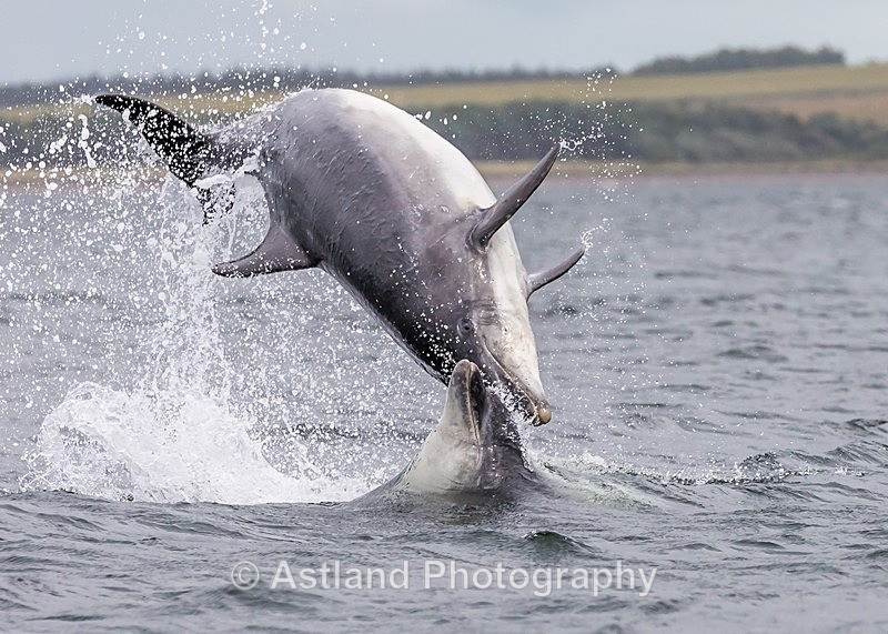 Astland Photography, Bird and Wildlife Images, Susan and Peter Wilson, U.K.