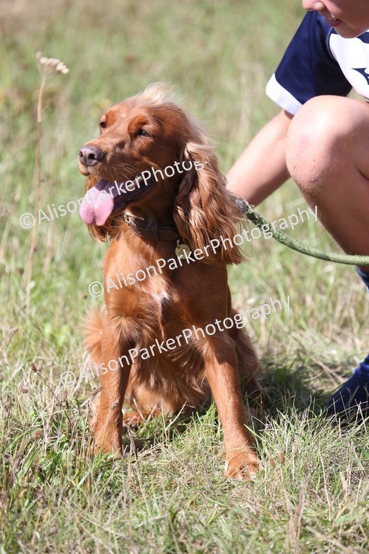 20260906-3359 - Class 32 - Dog To Take Home