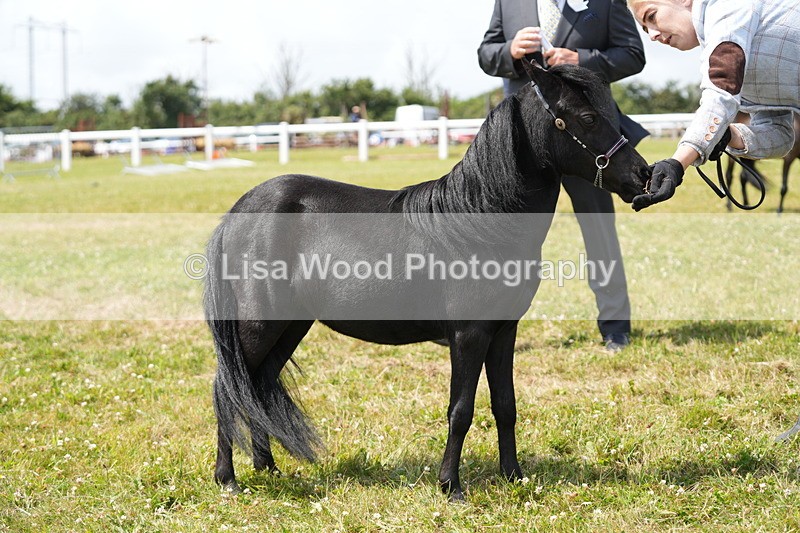 DSC06520 - Class 56: Miniature Horse 1, 2 & 3yr olds