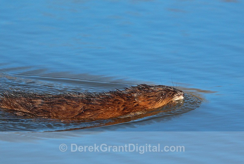 Swimming Muskrat - Mammals, Reptiles & Amphibians