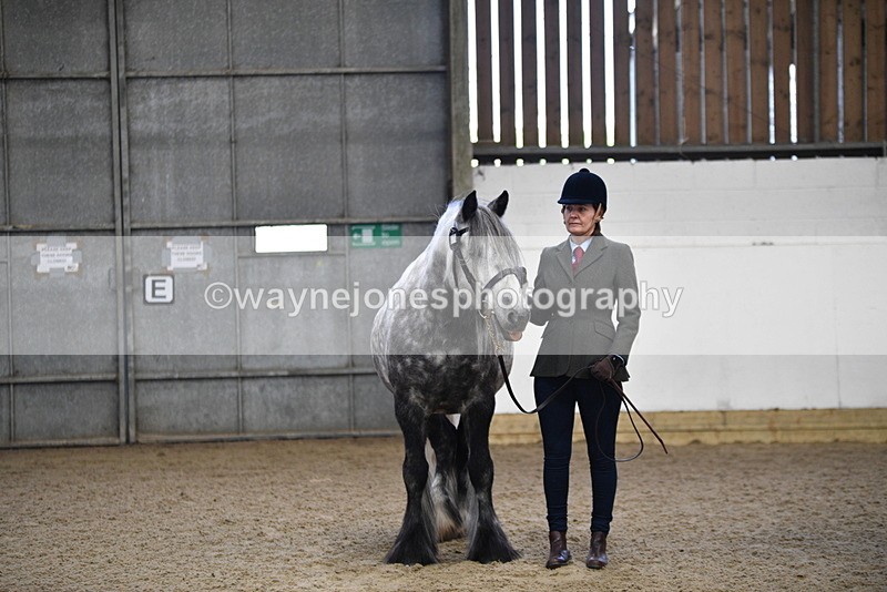 WJ5_4434 - Class 6 In hand M&M - Large Breeds