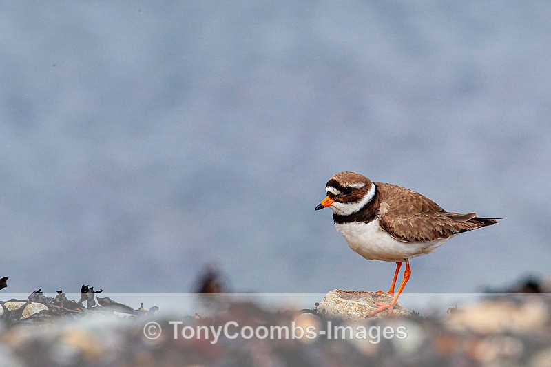 Ringed Plover - Iceland