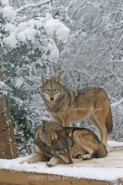 Grey Wolves - Montona & Kenai (Colchester Zoo) - Smaller Cats & Other Wildlife - Wolves