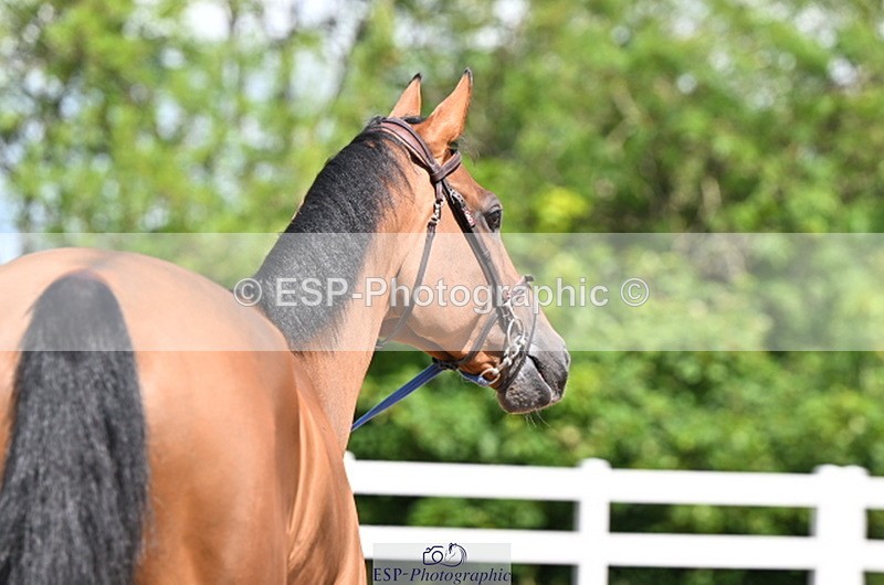 240718A-105239-00977 - Trot Up 11am to 12pm