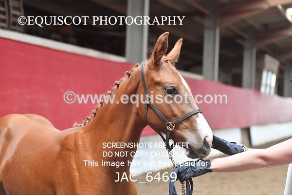 JAC_6469 - 19 Luca