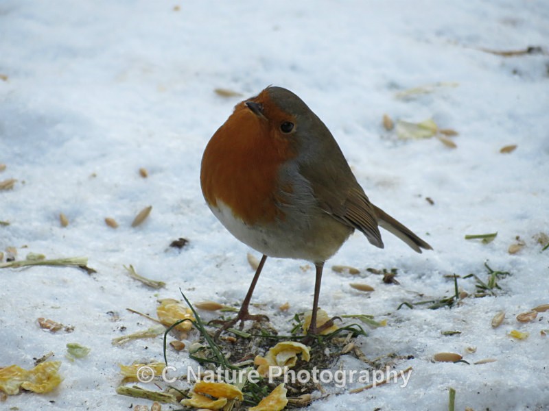Winter Robin - Birds