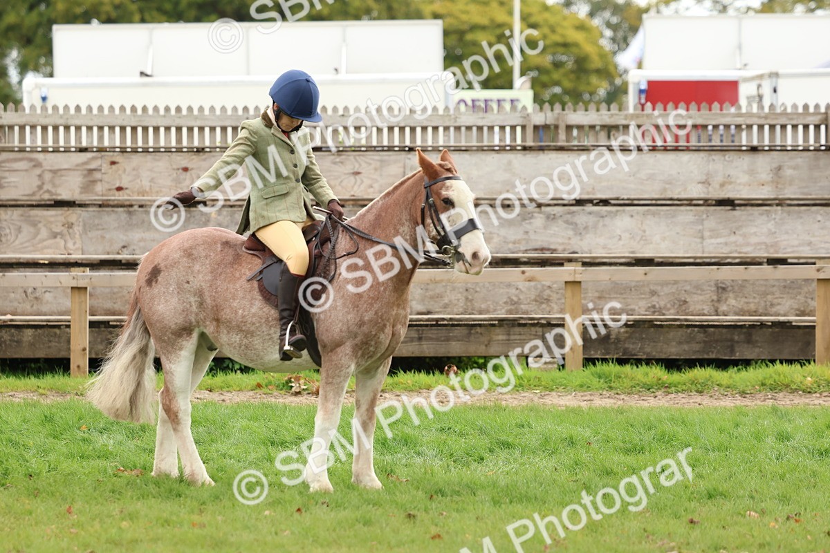 SBM_67540 - S60 - Mini Show Cob Ridden